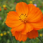 The New Substack Status Game: Paid Subscriptions Badges 