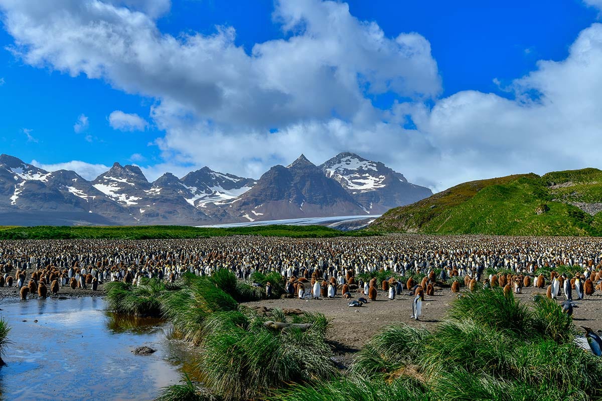 The Falkland Islands: A Guide to an Antarctic Gateway | Polar Latitudes  Expeditions