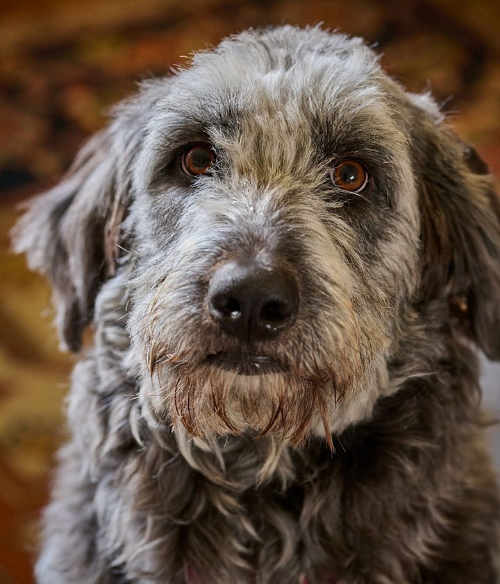 Birdy, a one-year old aussiedoodle strikes a pose.
