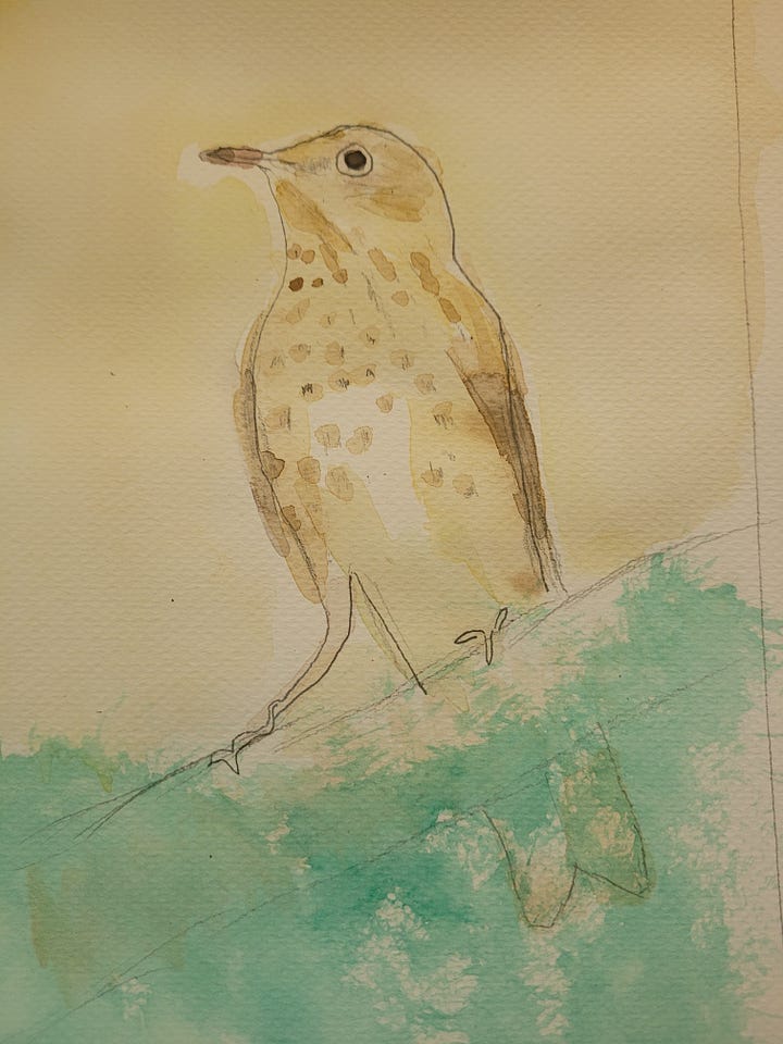 A roadside bush next to a farmer's field and a water color painting of a Swainson's Thrush both from June 2024