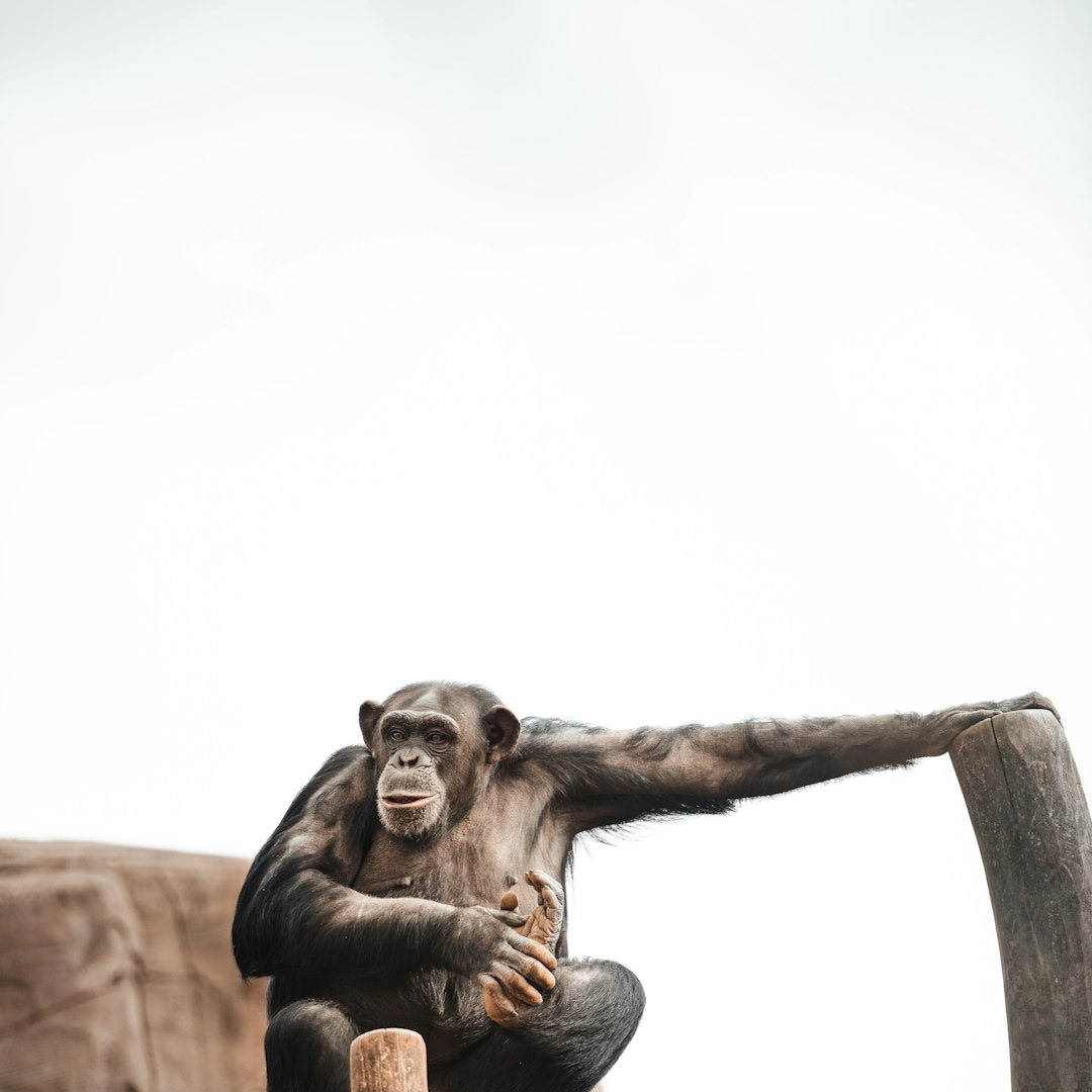 black monkey on brown wooden stick black monkey on brown wooden stick