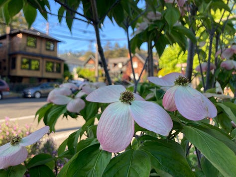 roses, dogwood, roses