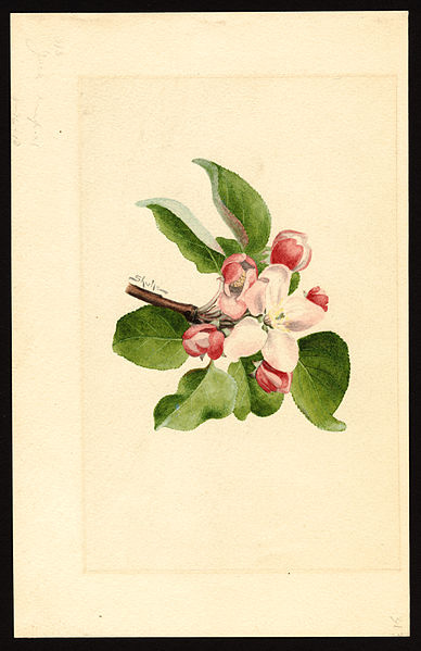 A close-up of an apple blossom by James Marion Shull