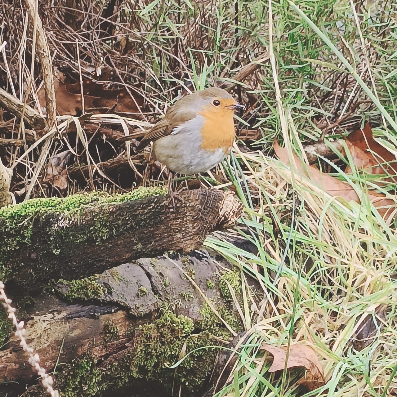 Sparks, Birds and Words