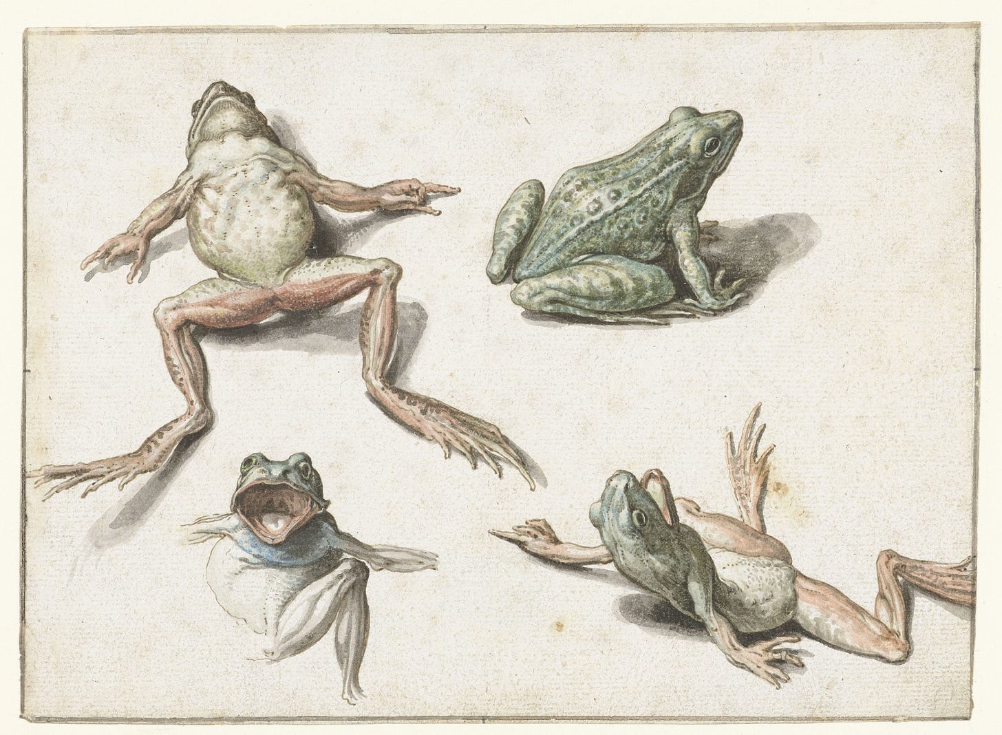 What Ribbit Sees Before Everyone Else cover artwork