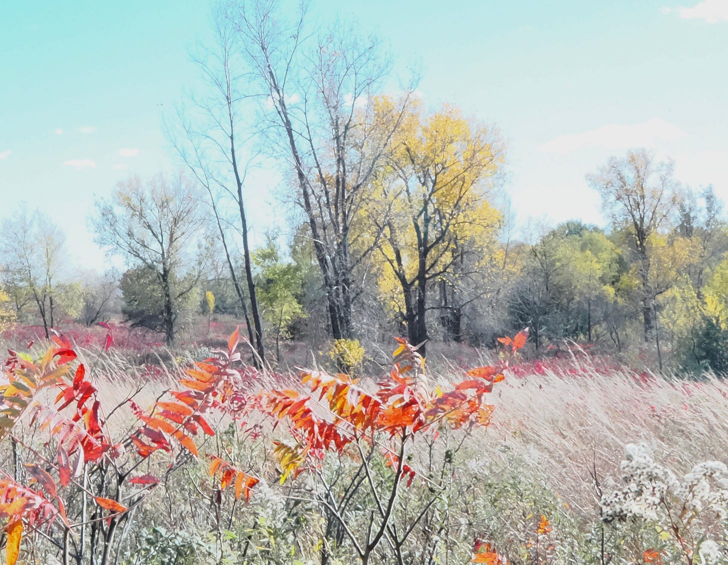 Trees in a field