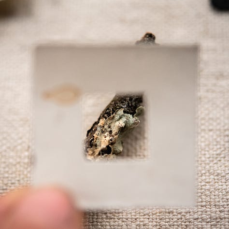 analogue zoom photography nature