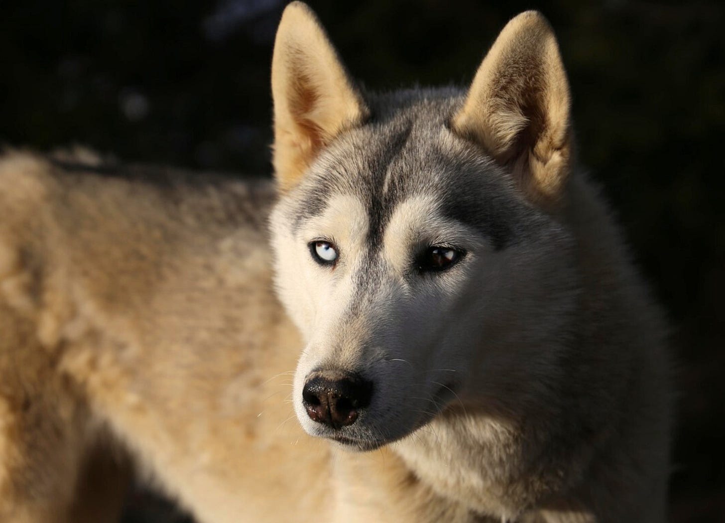 a gray white shepard-husky dog mix
