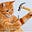 Carpenter Cat's avatar