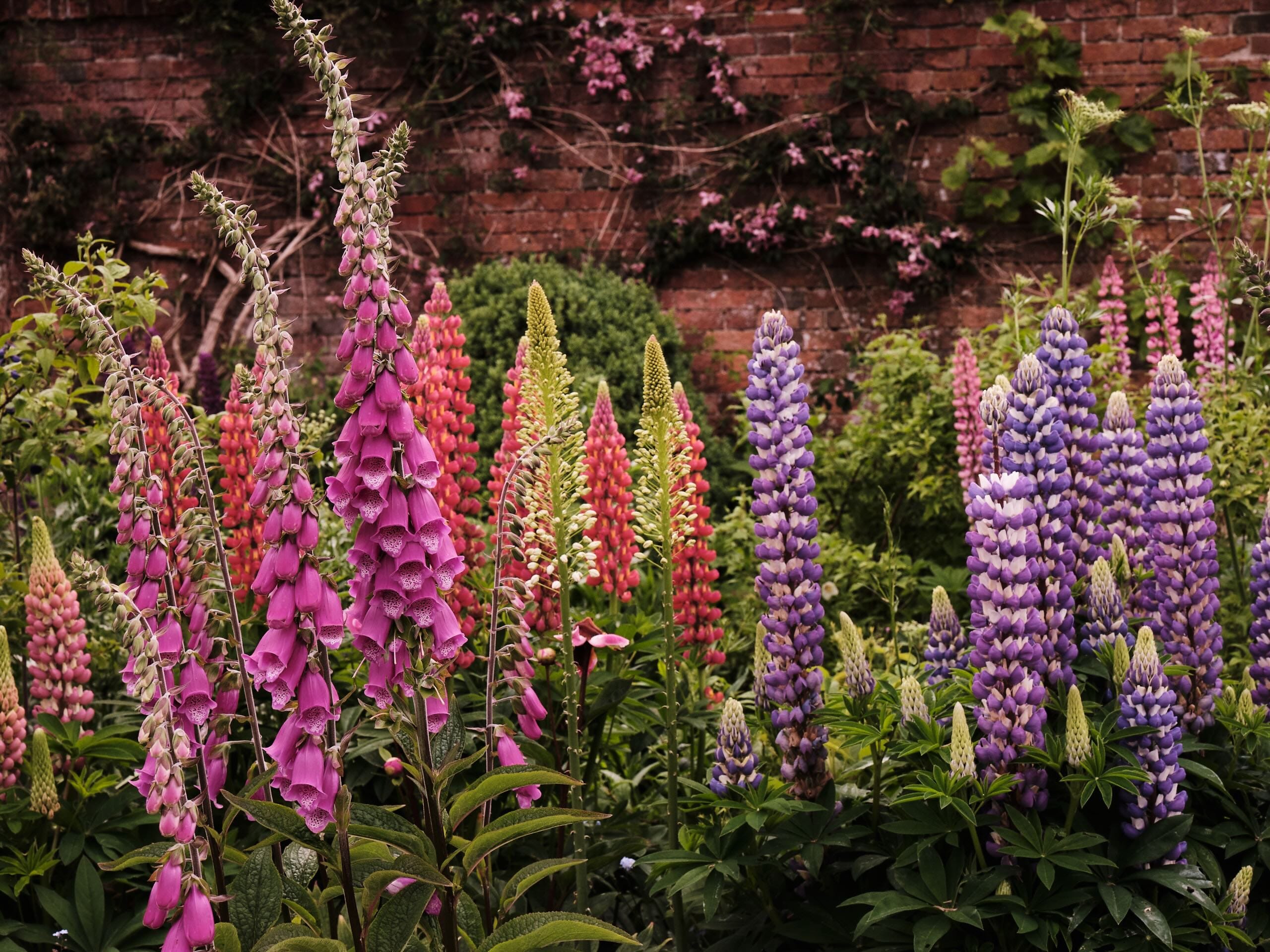 Cottage Gardens Part Two - by Clare Foster - Bud to Seed