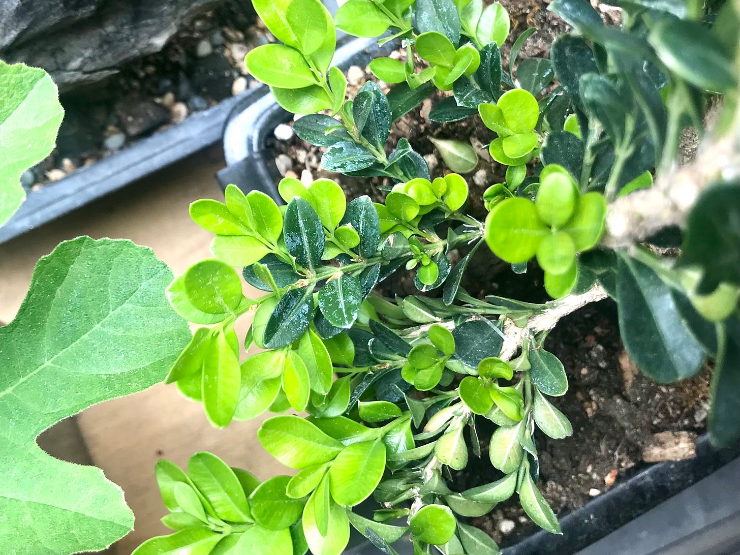 Image description: Overhead photo of boxwood tree showing new spring growth in lighter colors. End image description.