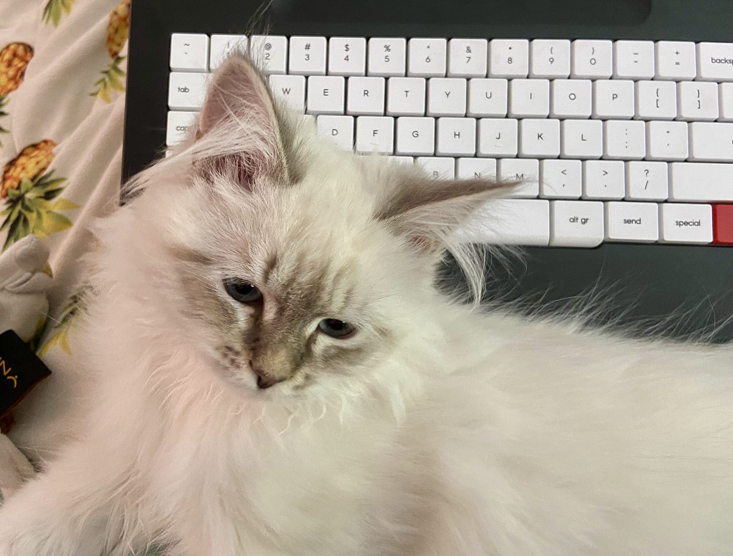 Lyla, the fluffy white kitten with dark face markings, sprawls across a keyboard while gazing cutely at something off to the side. Her curious expression and relaxed pose make it clear she’s entirely unbothered about blocking the human’s writing. Lyla, the fluffy white kitten with dark face markings, sprawls across a keyboard while gazing cutely at something off to the side. Her curious expression and relaxed pose make it clear she’s entirely unbothered about blocking the human’s writing.