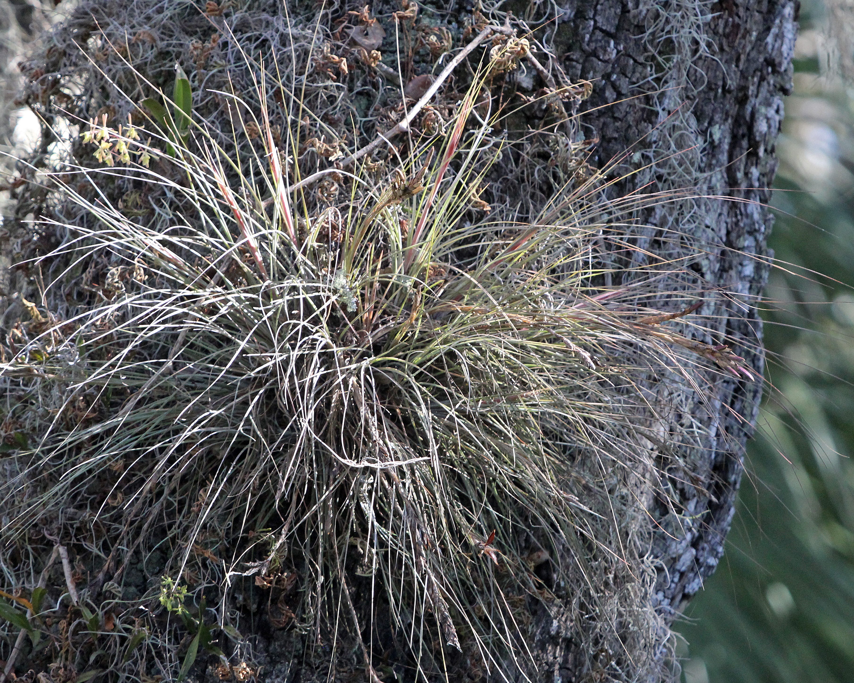Life In The Canopy: Florida's Native Airplants