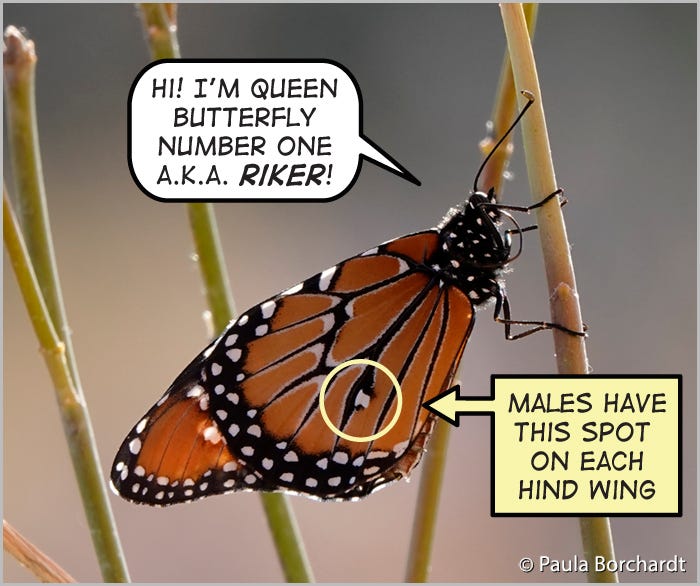 Newly eclosed Queen Butterfly "Riker"