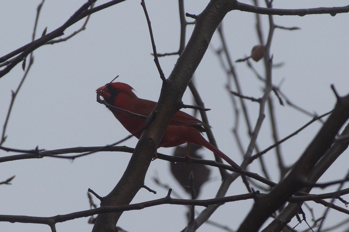 A close-up of a male cardinal in the branches of a Bradford pear. The mist and morning's darkness dull his red plumage.