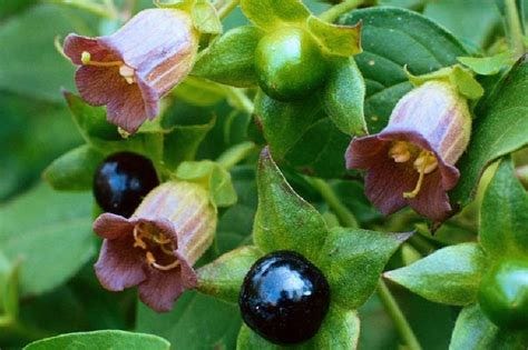 The Most Astounding Health Benefits Of Atropa Belladonna - Health Cautions