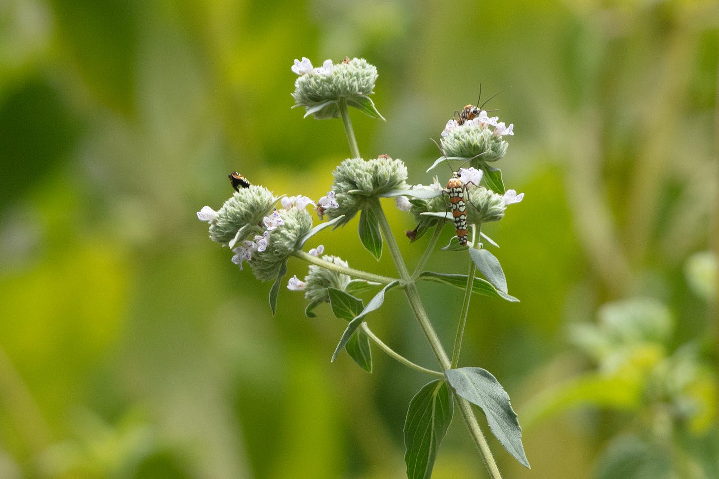 Ailanthus webworm moths on mountain mint