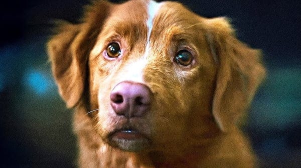 Good Boy (2025): first trailer and release date revealed | Novyny.live