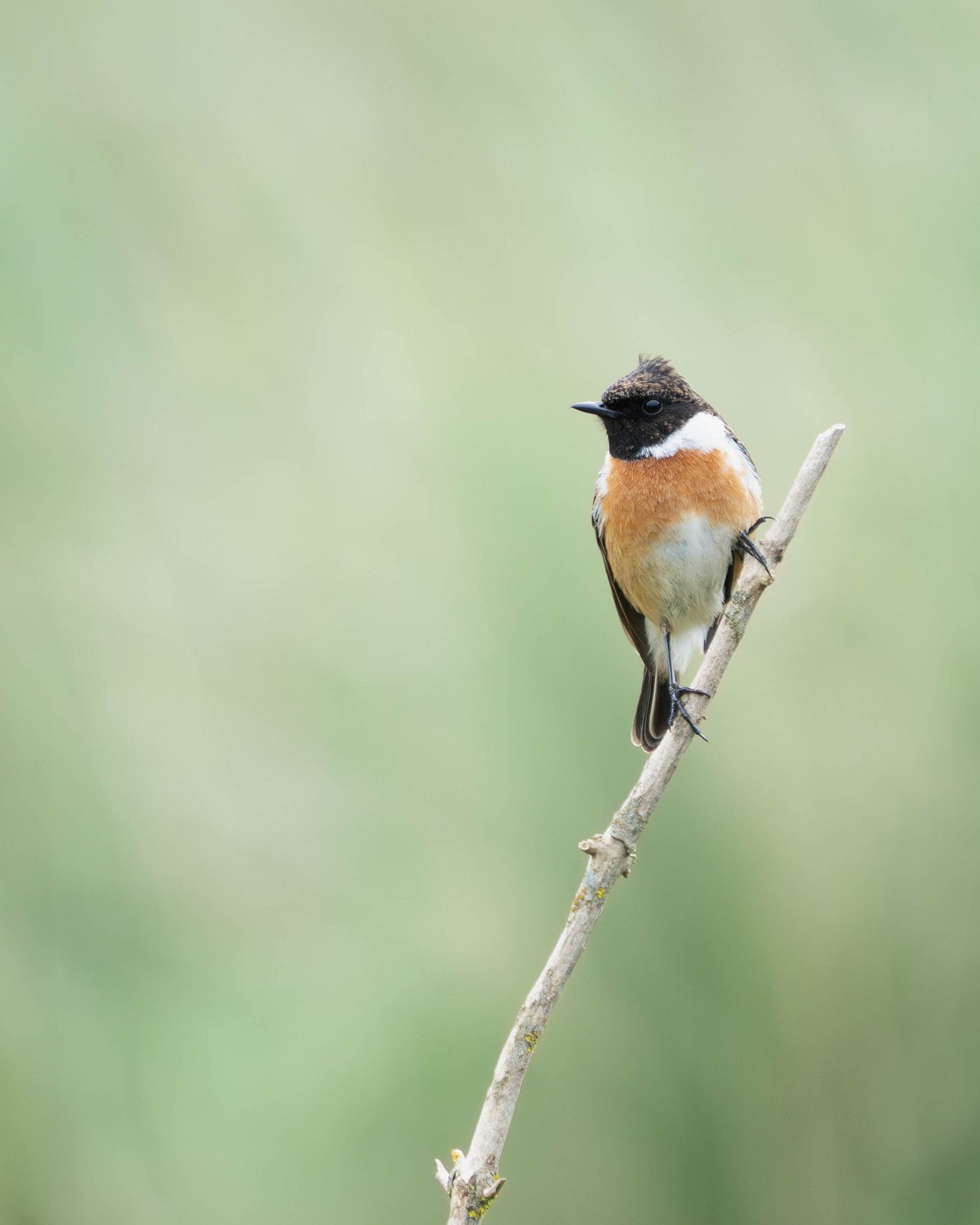 An orange bird with a black cap perches on a dead twig An orange bird with a black cap perches on a dead twig