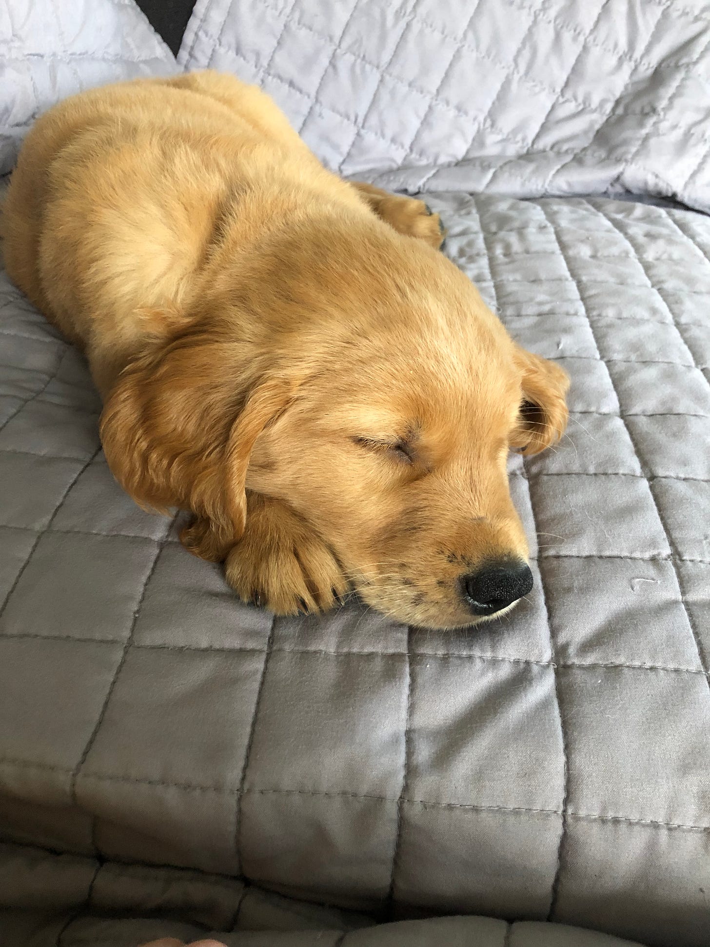 Baby puppy golden retriever asleep on the couch