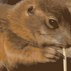 Prairie Dog Puppers