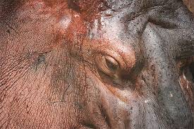 A close up photo of a hippo with the red fluid on its face.