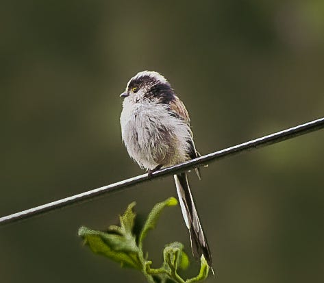 My First Sighting of a Long Tailed Tit 