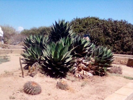 In Touch: Shaw's agave