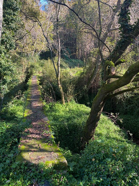 Summery November near the river and in the woods