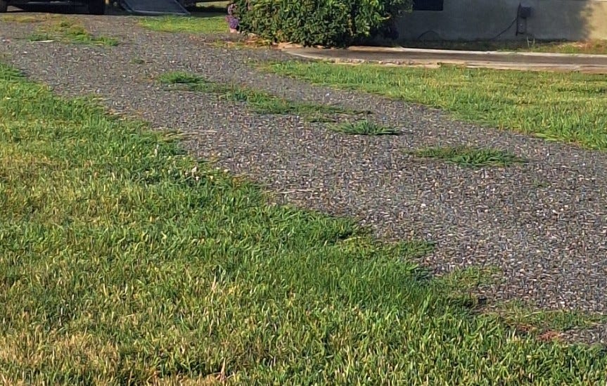 Morning sunlight illuminates a gravel driveway where small patches of weeds have begun to grow between the stones, leading toward a house in the background. Morning sunlight illuminates a gravel driveway where small patches of weeds have begun to grow between the stones, leading toward a house in the background.