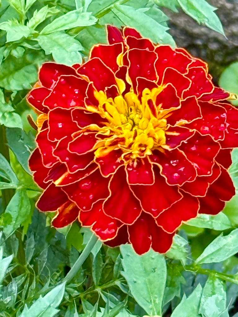 A close up of a flower

AI-generated content may be incorrect.