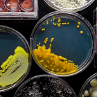 Regenerative Cultures