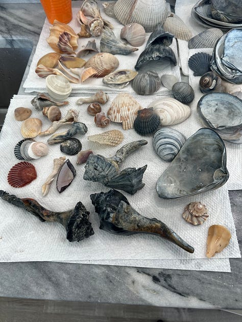 Shells, horses, and sunrises on the beach in Carova NC