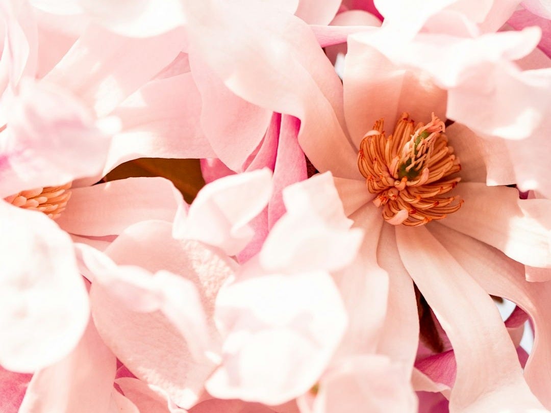 pink flower in macro shot pink flower in macro shot