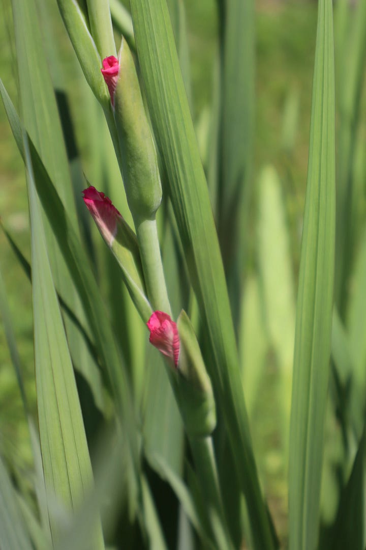 pink gladiolas about to bloom