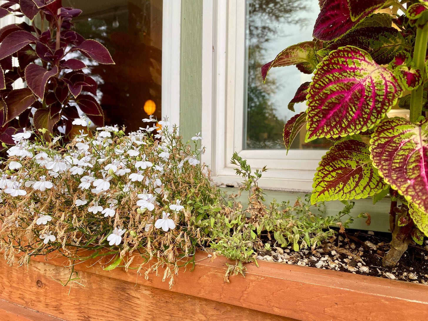 Close up of previous photo of flower box