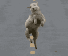 Hopping GIFs | Tenor