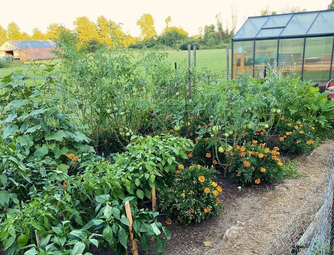 how-to cultivate your first garden plot