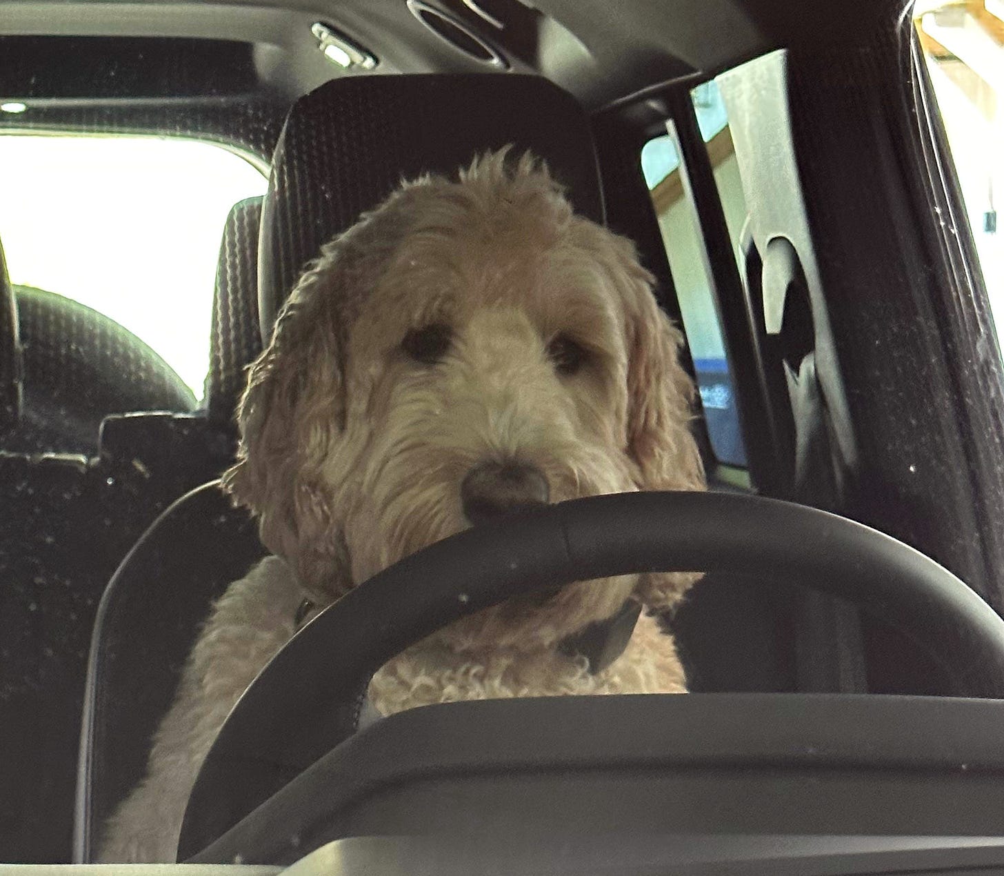 Tashi the golden doodle