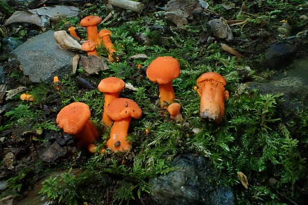 Mushroom Monday | Aubrey Carter | Substack