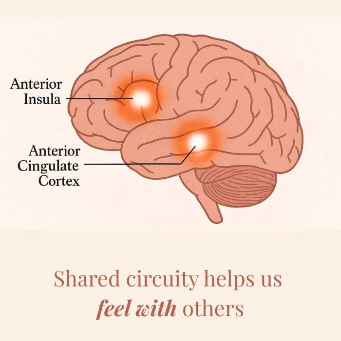 Illustration of a human brain highlighting the anterior insula and anterior cingulate cortex, glowing in orange to show shared neural circuitry that enables empathy and emotional connection, with the caption “Shared circuitry helps us feel with others.