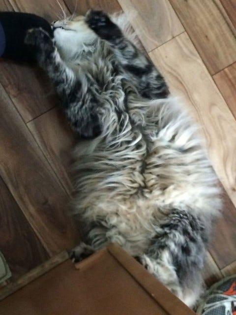 Chase_Foot_Cats_Knock_Stuff_Off Chase_Foot_Cats_Knock_Stuff_Off