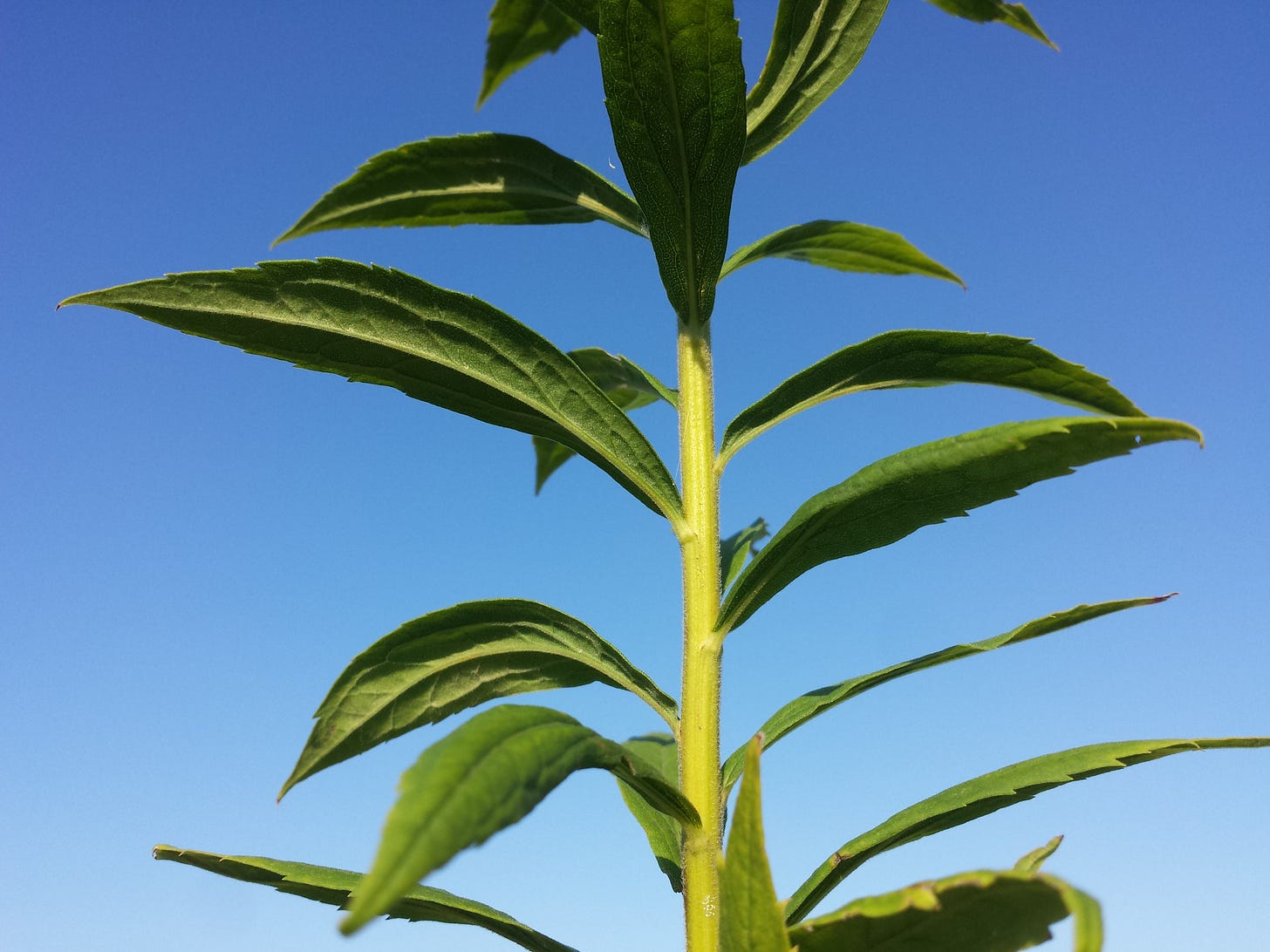 File:Solidago canadensis sl9.jpg - Wikimedia Commons