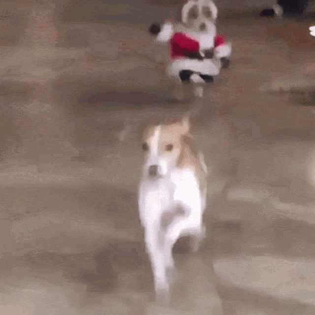 GIF of dog in santa costume GIF of dog in santa costume