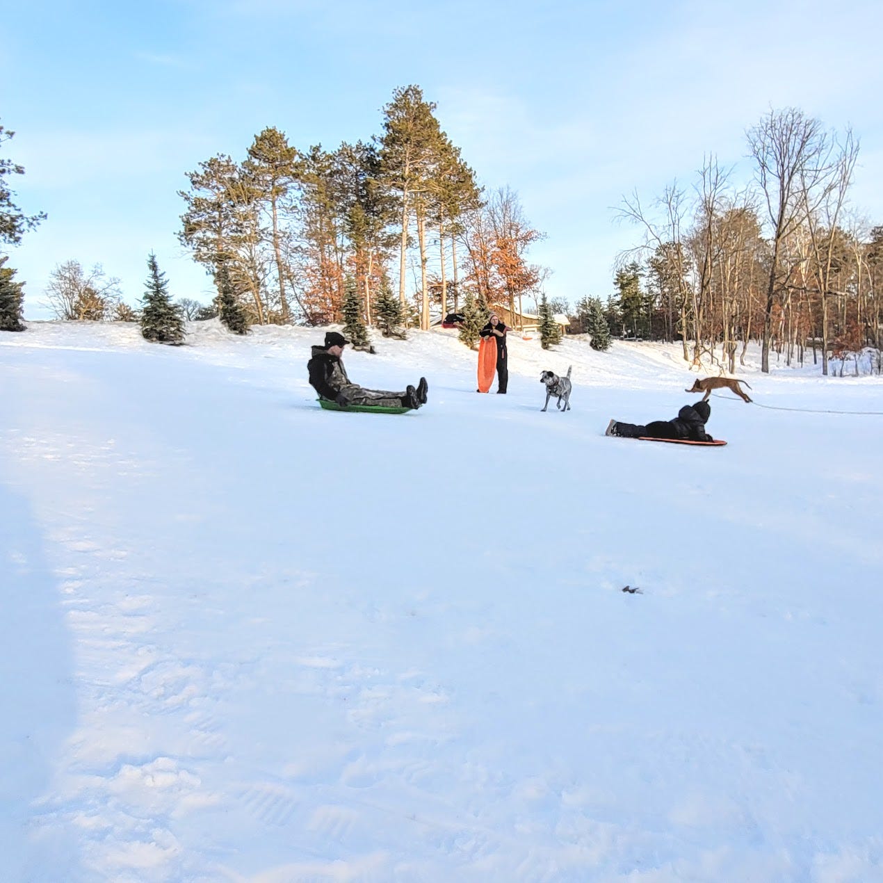 Dogs running, dad is sledding.