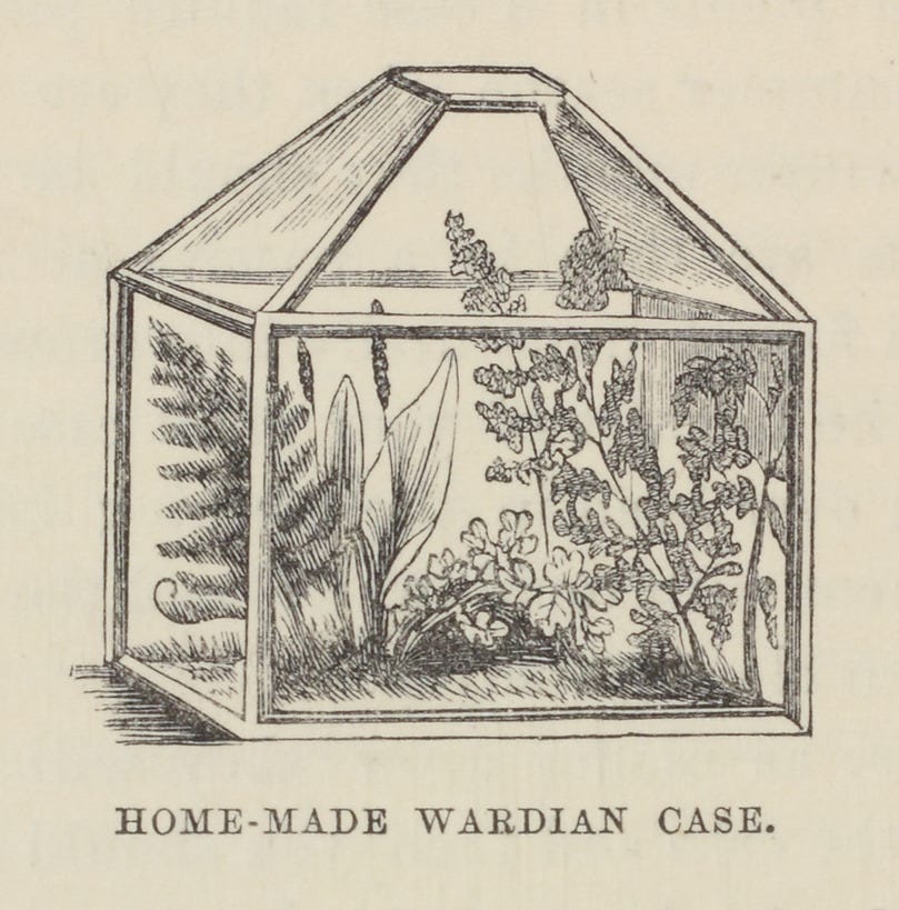 wardian case - cakegardenproject