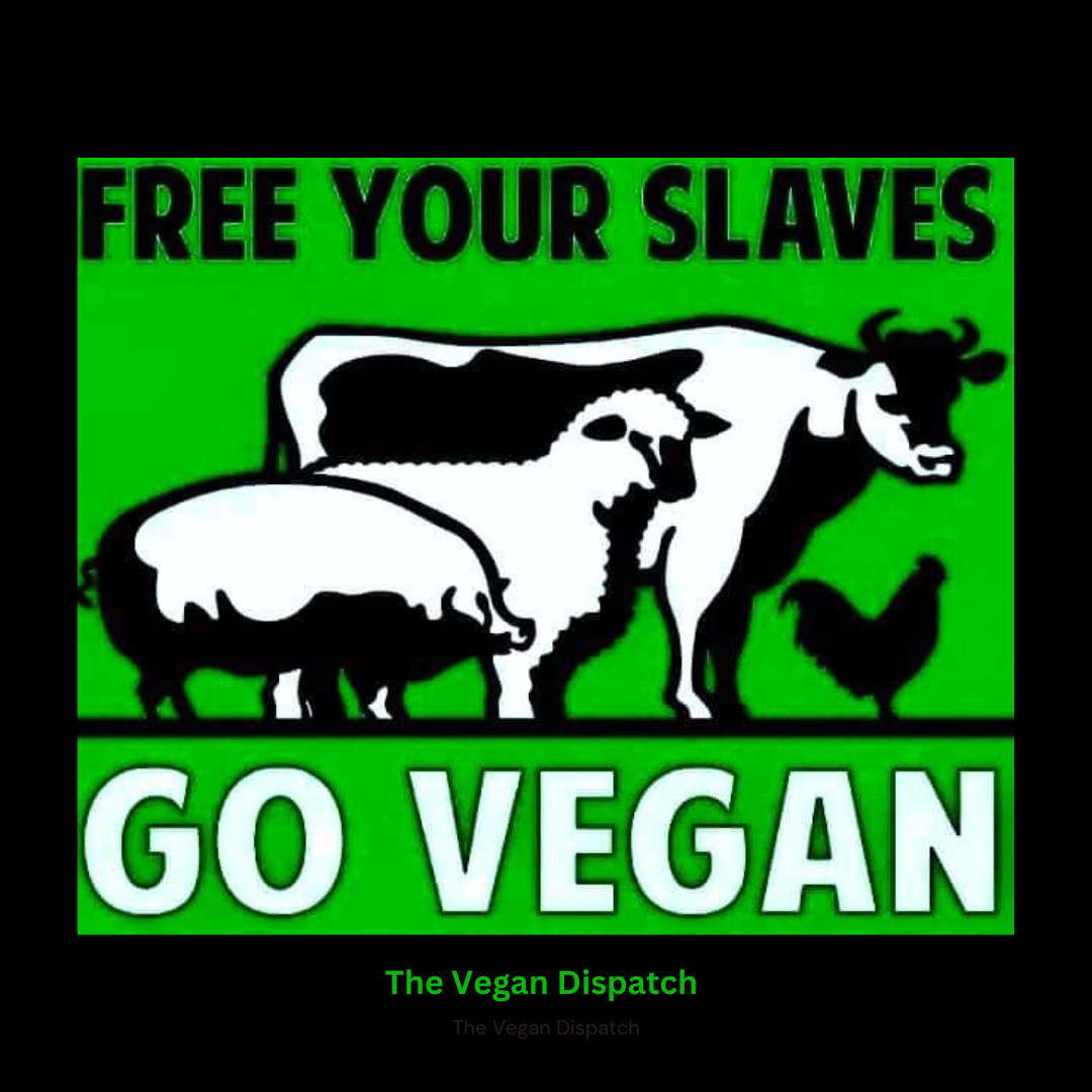Farmed animals are considered slaves because they are bred, confined, and exploited for human gain, lacking autonomy and subjected to harsh living conditions without their consent. Farmed animals are considered slaves because they are bred, confined, and exploited for human gain, lacking autonomy and subjected to harsh living conditions without their consent.