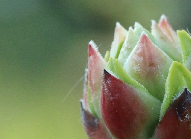 a close up of a flower bud on a tree branch a close up of a flower bud on a tree branch