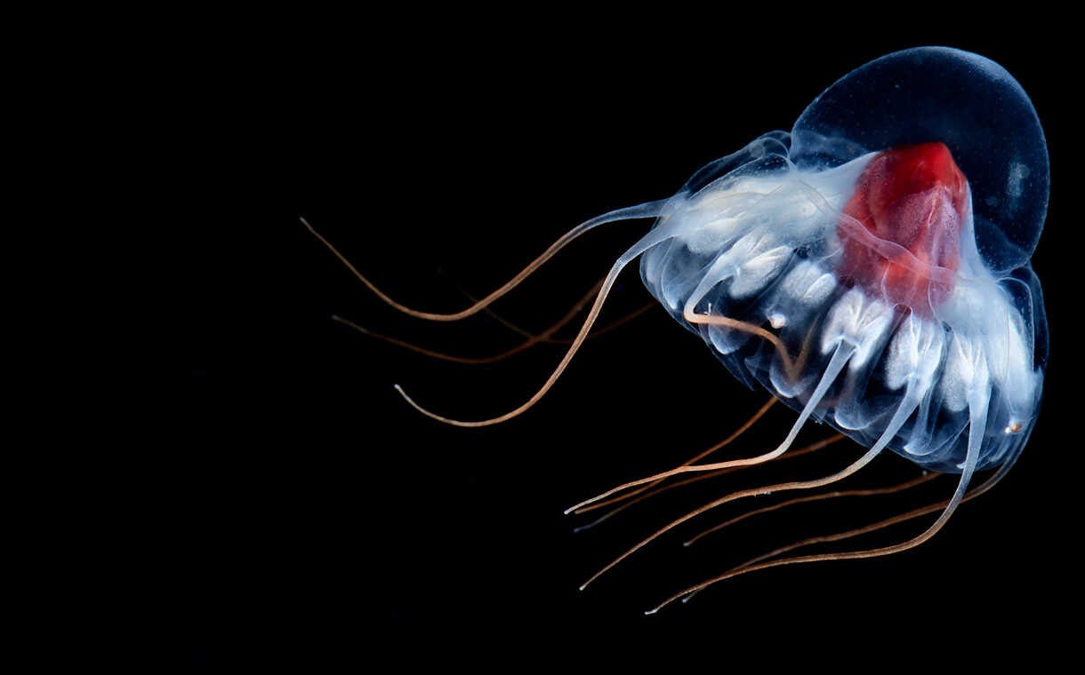A helmet jellyfish drifts underwater in a Norwegian fjord