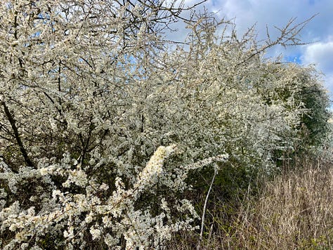A yellow sun over a field with a single goose walking left to right; white hawthorn flowers in a hedge; two lambs following their mother across bright green grass